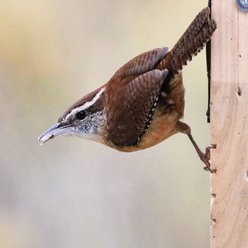 Natures Way Bird Products Suet Tail Prop Bird Feeder, Cedar slide 2 of 9