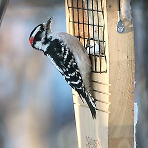 Natures Way Bird Products Suet Tail Prop Bird Feeder, Cedar