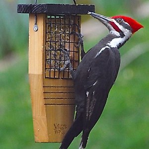 Natures Way Bird Products Suet Tail Prop Bird Feeder, Cedar