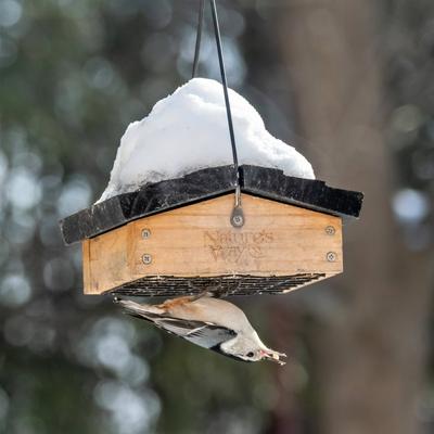 Show full view: Natures Way Bird Products Suet Upside-Down Bird Feeder, Cedar slide 3 of 10