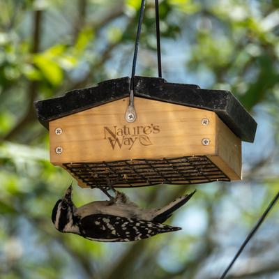 Show full view: Natures Way Bird Products Suet Upside-Down Bird Feeder, Cedar slide 5 of 10