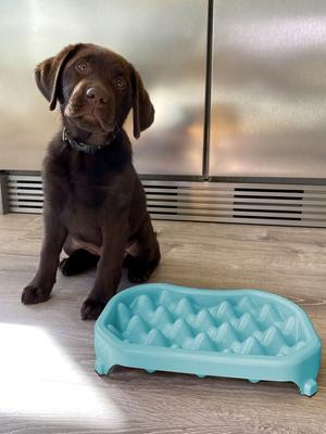 Show full view: Neater Pets Adjustable Non-Skid Plastic Slow Feeder Dog & Cat Bowl, 2.5-cup, Aquamarine slide 9 of 12