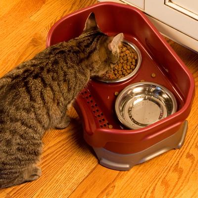Show full view: Neater Pets Neater Feeder Elevated Cat Bowls, Cranberry, 1-cup food & 1.5-cup water slide 4 of 13