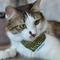 Show in main carousel: Necoichi Bandana Cat Collar with Air Tag Pocket, One Size, Green slide 8 of 10