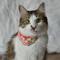 Show in main carousel: Necoichi Bandana Cat Collar with Air Tag Pocket, One Size, Red slide 5 of 9