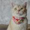 Show in main carousel: Necoichi Bandana Cat Collar with Air Tag Pocket, One Size, Red slide 6 of 9