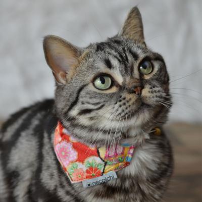 Show full view: Necoichi Bandana Cat Collar with Air Tag Pocket, One Size, Red slide 7 of 9