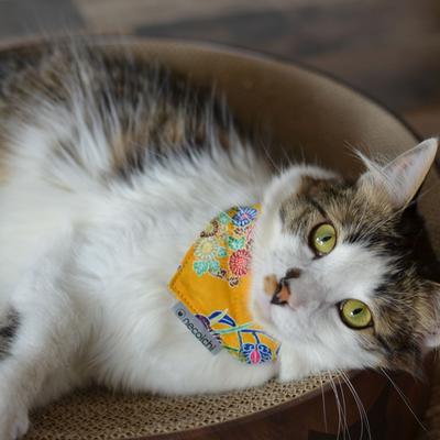 Show full view: Necoichi Bandana Cat Collar with Air Tag Pocket, One Size, Yellow slide 7 of 10