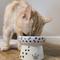 Show in main carousel: Necoichi Ceramic Elevated Cat Food Bowl, Colorful Dots, 1 cup slide 6 of 10