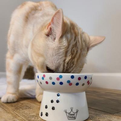Show full view: Necoichi Ceramic Elevated Cat Food Bowl, Colorful Dots, 1 cup slide 6 of 10