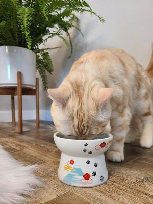Show full view: Necoichi Ceramic Elevated Cat Food Bowl, Fuji, 1 cup slide 7 of 11