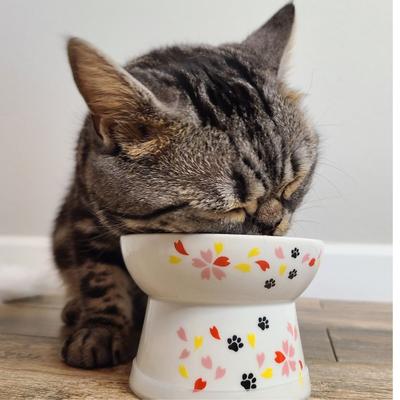 Show full view: Necoichi Ceramic Elevated Cat Food Bowl, Sakura, 1 cup slide 5 of 10