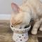 Show in main carousel: Necoichi Ceramic Elevated Cat Food Bowl, Sakura, 1 cup slide 6 of 10