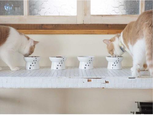 Show full view: Necoichi Ceramic Elevated Cat Food Bowl, White Paw Print, 1-cup slide 9 of 13