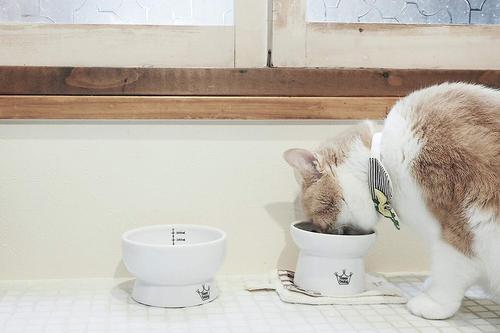 Show full view: Necoichi Ceramic Elevated Cat Food & Water Bowl Set slide 3 of 8
