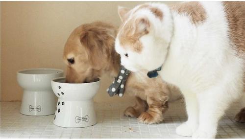 Show full view: Necoichi Ceramic Elevated Dog Water Bowl, 12-oz slide 7 of 11