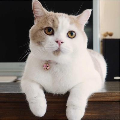 Show full view: Necoichi Chirimen Clover Breakaway Cat Collar with Bell, Pastel Pink, 8.2 to 13.7-in neck, 2/5-in wide slide 9 of 11