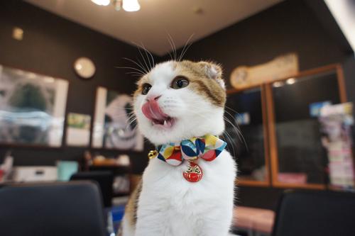 Show full view: Necoichi Chirimen Daruma Charm Breakaway Cat Collar with Bell, Red, 8.2 to 13.7-in neck, 2/5-in wide slide 5 of 8