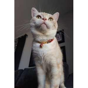 Necoichi Chirimen Plum Blossom Breakaway Cat Collar with Bell, Green, 8.2 to 13.7-in neck, 2/5-in wide