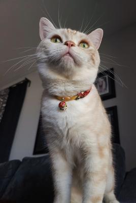 Show full view: Necoichi Chirimen Plum Blossom Breakaway Cat Collar with Bell, Green, 8.2 to 13.7-in neck, 2/5-in wide slide 6 of 8