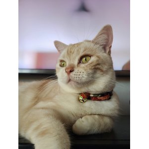 Necoichi Chirimen Plum Blossom Breakaway Cat Collar with Bell, Green, 8.2 to 13.7-in neck, 2/5-in wide