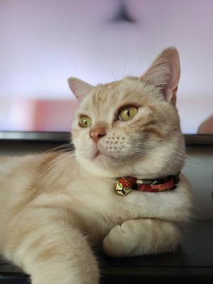 Show full view: Necoichi Chirimen Plum Blossom Breakaway Cat Collar with Bell, Green, 8.2 to 13.7-in neck, 2/5-in wide slide 7 of 8