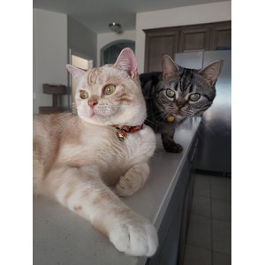 Necoichi Chirimen Plum Blossom Breakaway Cat Collar with Bell, Red, 8.2 to 13.7-in neck, 2/5-in wide