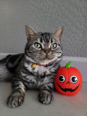 Show full view: Necoichi Chirimen Plum Blossom Breakaway Cat Collar with Bell, Red, 8.2 to 13.7-in neck, 2/5-in wide slide 7 of 11