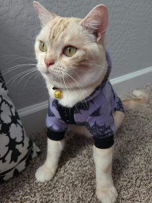 Show full view: Necoichi Chirimen Plum Blossom Breakaway Cat Collar with Bell, Red, 8.2 to 13.7-in neck, 2/5-in wide slide 9 of 11