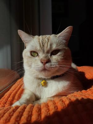 Show full view: Necoichi Chirimen Plum Blossom Breakaway Cat Collar with Bell, Red, 8.2 to 13.7-in neck, 2/5-in wide slide 10 of 11