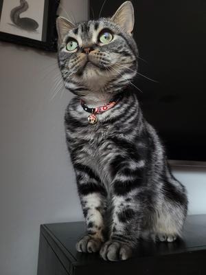 Show full view: Necoichi Chirimen Sakura Breakaway Cat Collar with Bell, Black, 8.2 to 13.7-in neck, 2/5-in wide slide 4 of 5