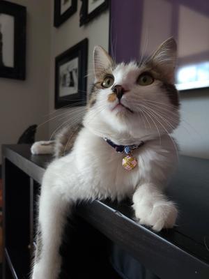 Show full view: Necoichi Chirimen Sakura Breakaway Cat Collar with Bell, Blue, 8.2 to 13.7-in neck, 2/5-in wide slide 4 of 7