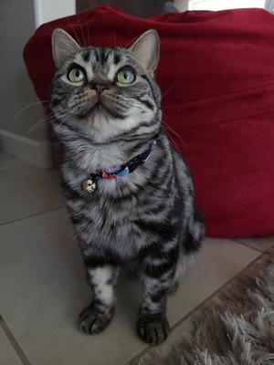 Show full view: Necoichi Chirimen Sakura Breakaway Cat Collar with Bell, Blue, 8.2 to 13.7-in neck, 2/5-in wide slide 5 of 7