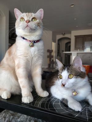 Show full view: Necoichi Chirimen Sakura Breakaway Cat Collar with Bell, Blue, 8.2 to 13.7-in neck, 2/5-in wide slide 6 of 7