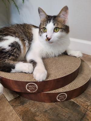 Show full view: Necoichi Cozy Cat Scratcher Bowl Replacement Pad, 2 count, Dark Cherry, Large slide 6 of 13