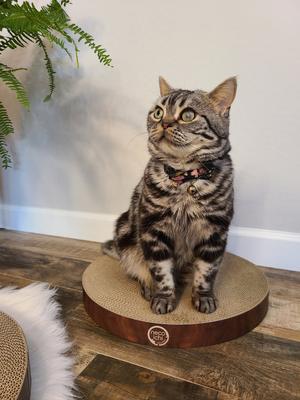 Show full view: Necoichi Cozy Cat Scratcher Bowl Replacement Pad, 2 count, Dark Cherry, Large slide 7 of 13