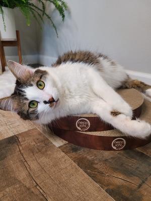 Show full view: Necoichi Cozy Cat Scratcher Bowl Replacement Pad, 2 count, Dark Cherry, X-Large slide 6 of 9