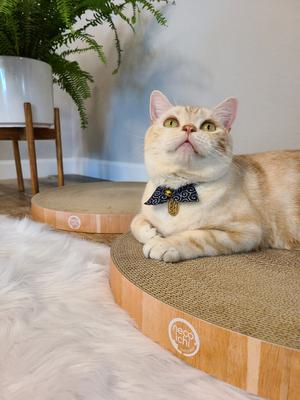 Show full view: Necoichi Cozy Cat Scratcher Bowl Replacement Pad, 2 count, Large, Oak slide 6 of 12