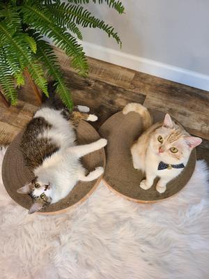 Show full view: Necoichi Cozy Cat Scratcher Bowl Replacement Pad, 2 count, Large, Oak slide 7 of 12
