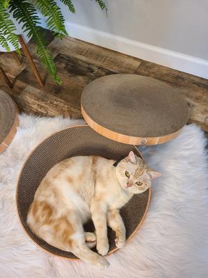 Show full view: Necoichi Cozy Cat Scratcher Bowl Replacement Pad, 2 count, Large, Oak slide 8 of 12