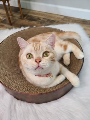 Show full view: Necoichi Cozy Cat Scratcher Bowl Toy, Dark Cherry, X-Large slide 9 of 11