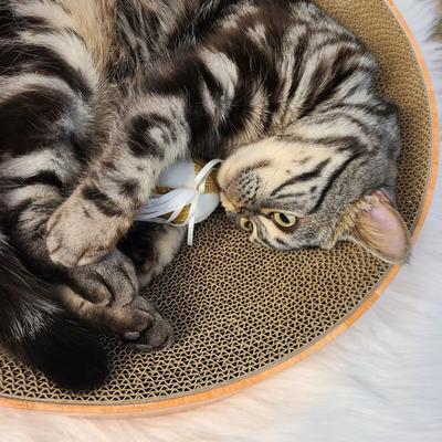 Show full view: Necoichi Cozy Cat Scratcher Bowl Toy, Oak, X-Large slide 9 of 11