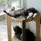Show in main carousel: Necoichi Cozy Cat Scratcher Tower Toy, Oak, Large slide 8 of 12