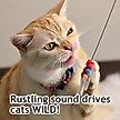 Show in main carousel: Necoichi Crinkly Critters Dancing Dragonfly Trio Cat Wand Toy slide 3 of 11