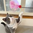 Show in main carousel: Necoichi Crinkly Critters Fluttery Fish Cat Wand Toy slide 9 of 11