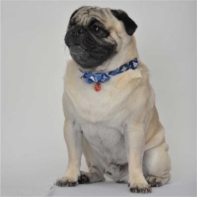 Show full view: Necoichi Daruma Charm Cotton Bow Tie Dog Collar, Medium, Blue slide 8 of 9