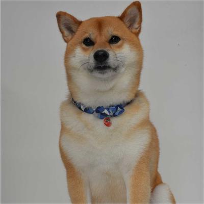 Show full view: Necoichi Daruma Charm Cotton Bow Tie Dog Collar, Medium, Blue slide 9 of 9