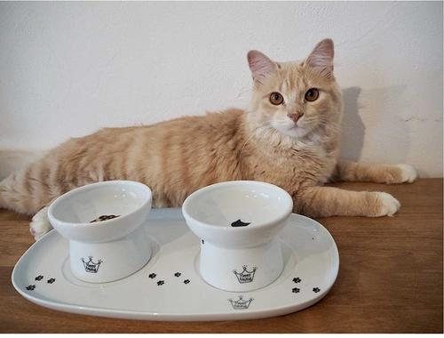 Show full view: Necoichi Double Dining Tray Set & Elevated Cat Bowls slide 9 of 12
