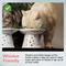 Show in main carousel: Necoichi Extra Wide Ceramic Elevated Cat Food Bowl, Large, 2 cup, Sakura slide 3 of 9