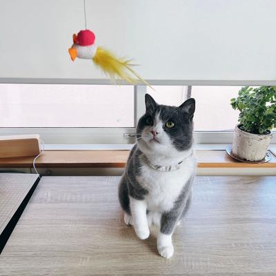 Show full view: Necoichi Flitters Bouncy Mouse Cocoon Feather Wand Cat Toy, Blue slide 6 of 11